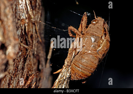 Nymphal Schale (Exuviae) von einer kürzlich geschlüpften australische Zikade auf einem Baumstamm. Stockfoto