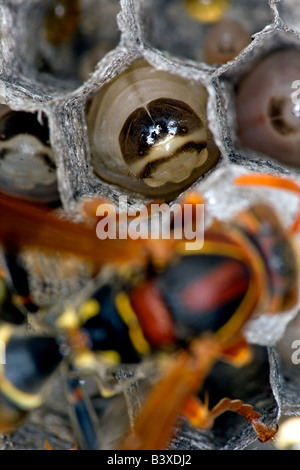 Larve in das Nest der gemeinsamen Papier Wespe (Polistes Humilis). durch die Königin mit vorgekaute Caterpillar gespeist. Australien. Stockfoto