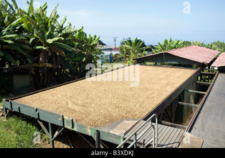 Kaffeebohnen in Kona austrocknen Stockfoto