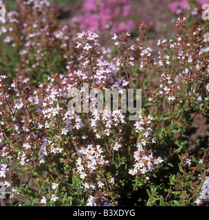 gemeinsamen Thymian / Thymus Vulgaris Stockfoto