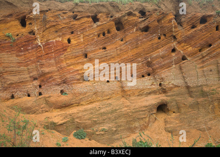 Rote Felsen rock Einlagen mit Muscheln und überqueren Sie Bettwäsche ausgesetzt in einem Steinbruch, Buckanay Grube, in der Nähe von Alderton, Suffolk, England Stockfoto