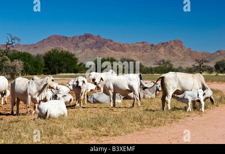 Brahman oder Brahma Zebu (Bos Primigenius Indicus) im Süden Namibias Stockfoto