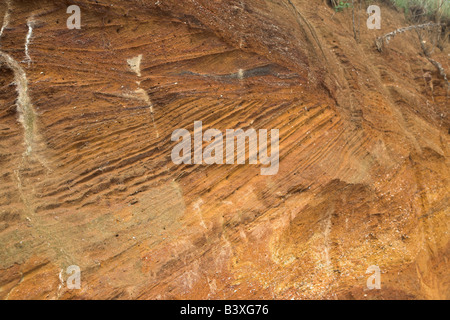 Rote Felsen rock Einlagen mit Muscheln und überqueren Sie Bettwäsche ausgesetzt in einem Steinbruch, Buckanay Grube, in der Nähe von Alderton, Suffolk, England Stockfoto