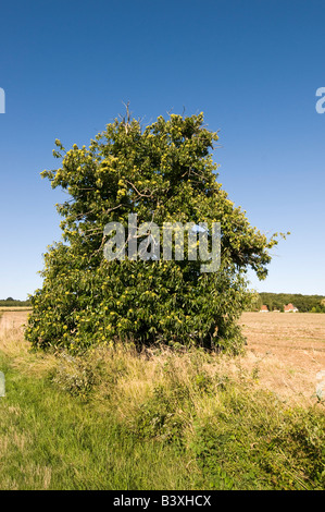 Spanisch-Kastanien Bäume - Castanea Sativa - Indre et Loire, Frankreich. Stockfoto