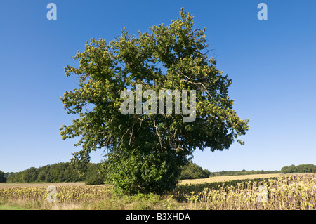 Spanische Kastanie - Castanea Sativa - Indre et Loire, Frankreich. Stockfoto