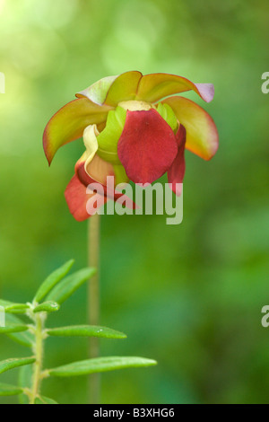 Nördlichen Schlauchpflanze Sarracenia purpurea Stockfoto