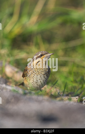 Eurasische Wendehals-Jynx Torquilla in Kingston Seymour, Somerset im September auf Nahrungssuche. Stockfoto