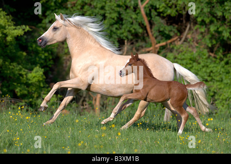 German Riding Pony (Equus Caballus). Stute mit Fohlen im Galopp über eine Wiese Stockfoto