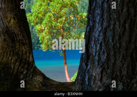 Madrone Baum gerahmt Lake Crescent Olympic Nationalpark Washington Stockfoto