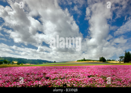 Blume Felder Clackamas County Oregon Stockfoto