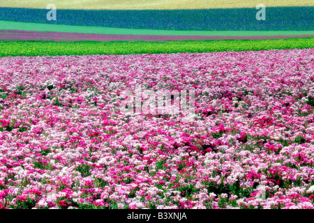 Blume Felder Clackamas County Oregon Stockfoto