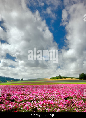 Blume Felder Clackamas County Oregon Stockfoto