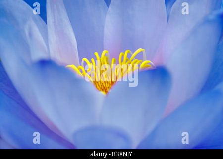 Blaue Seerose Nymphaea Gigantea Gigantea Hughes Wassergärten Oregon Stockfoto