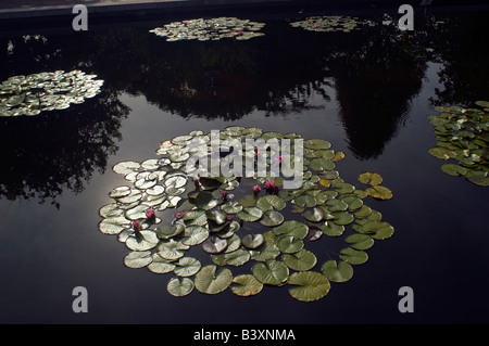 Waterlily Teich im Brooklyn Botanic Garden in Brooklyn in New York am Donnerstag, 28. August 2008 Frances M Roberts Stockfoto