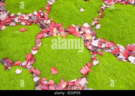 Grüne Bodendecker und Herbst farbige Scarlet Ahorn Blätter Acer Rubrum Hughes Wassergärten Oregon Stockfoto