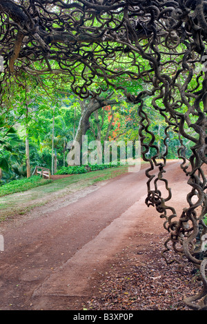 Straße durch National Tropical Botanical Garden mit Jade Rotwein-Neu-Guinea Creeper Kauai Hawaii Stockfoto