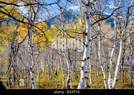 Aspen Stämme mit Herbst Farbe in der Nähe von Red Mountain Pass Montana Stockfoto