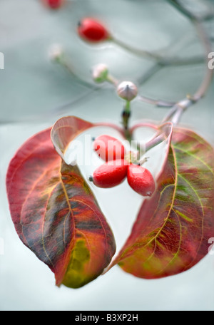 Fallen Sie Blätter und Beeren der Hartriegel Baum Paradies California Stockfoto