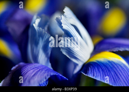Nahaufnahme von Iris Blume Stockfoto