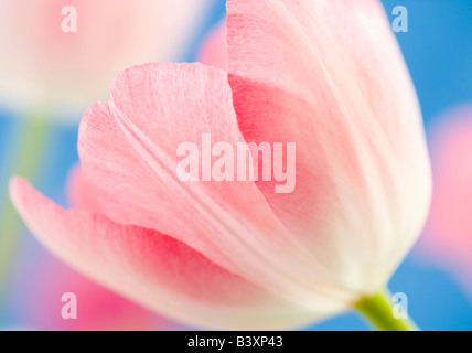 Rosa Tulpe Stockfoto