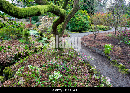 Pfad und Fastenzeit Rose im Garten an Bischöfe nahe Portland Oregon Stockfoto