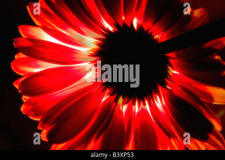 Backlit Gerbera Blume Stockfoto