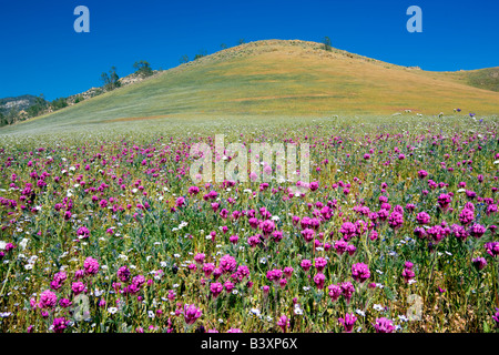 Vor allem lila Eulen Klee Castilleja Exserta Sequoia National Forest Kern County in Kalifornien Stockfoto