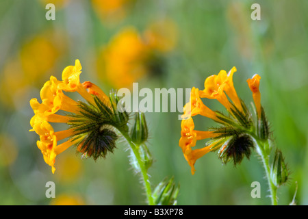 Fiddleneck Asinckia Retrorsa Kern County in Kalifornien Stockfoto