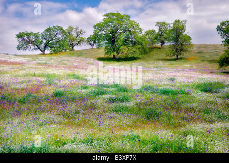 Mischung aus Wildblumen mit Eiche Bäume Kern County in Kalifornien Stockfoto