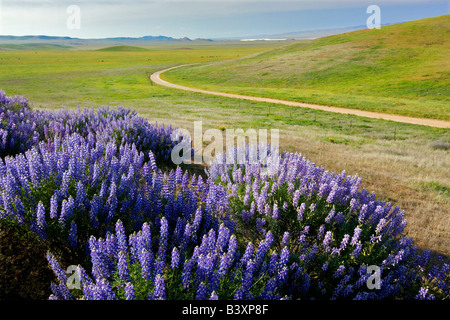 Inneren Busch Lupine Lupinus Albifrons mit Feldweg Carrizo Plain Kalifornien Stockfoto