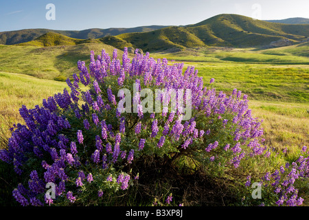 Inneren Busch Lupine Lupinus Albifrons Carrizo Plain Kalifornien Stockfoto