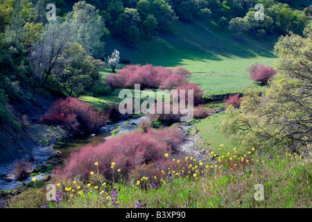 Saltcedar oder fünf Staubblätter Tamariske Tamarix Chinensis Ramosissima Ufer des Bear Creek mit gelben Mauerblümchen Esysimum sp Bea Stockfoto