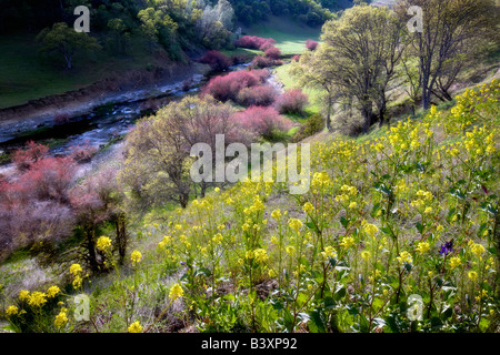 Saltcedar oder fünf Staubblätter Tamariske Tamarix Chinensis Ramosissima Ufer des Bear Creek mit gelben Mauerblümchen Esysimum sp Bea Stockfoto