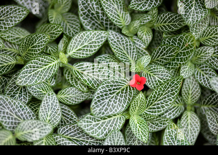 Fitotonia HB hautnah mit rote Blume Stockfoto