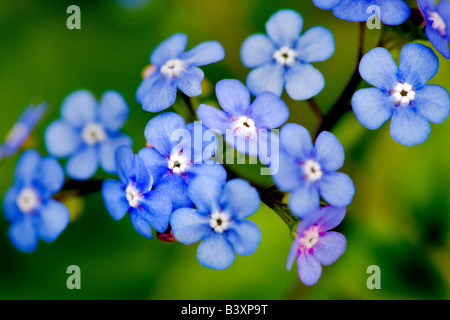 Brunnera Jack Frost Stockfoto