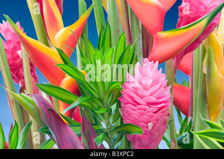 Tropische Blumen-Arrangement Heliconia und Ingwer Kauai Hawaii Stockfoto