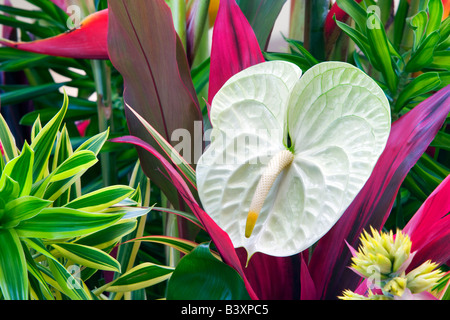 Tropische Blumen Anordnung Anthurium Blumen und tropischen Pflanzen Kauai Hawaii Stockfoto