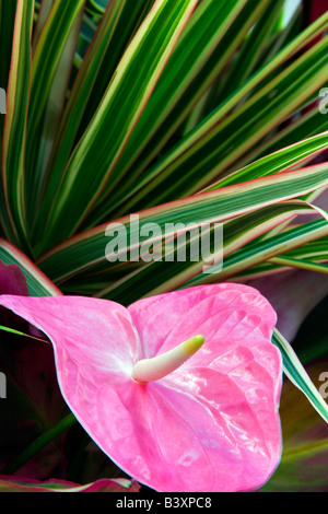 Tropische Blumen Anordnung Anthurium Blumen und tropischen Pflanzen Kauai Hawaii Stockfoto