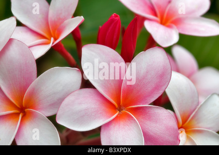 Plumaria oder Frangipani Blüte Kauai Hawaii Stockfoto