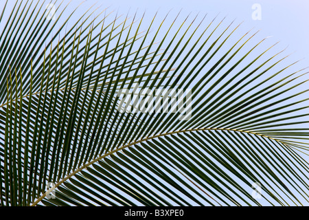 Nahaufnahme von Palmenblättern Kaiai Hawaii Stockfoto