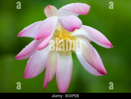 Nahaufnahme von Lotusblüte mit Regentropfen Kauai Hawaii Stockfoto