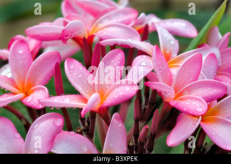 Plumaria oder Frangipani Blüte mit Regen Tropfen Kauai Hawaii Stockfoto