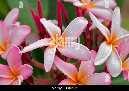 Plumaria oder Frangipani Blüte mit Regen Tropfen Kauai Hawaii Stockfoto