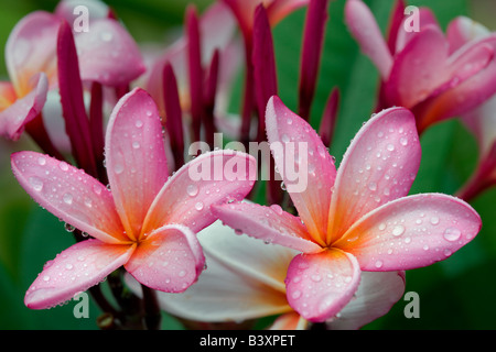 Plumaria oder Frangipani Blüte mit Regen Tropfen Kauai Hawaii Stockfoto