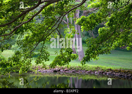 Teich mit Bäumen Bomdacopsis Fendlen National Tropical Botanical Garden Kauai Hawaii Stockfoto