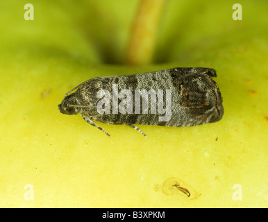 Apfelwickler Cydia Pomonella Erwachsene Motte auf einen Apfel Stockfoto