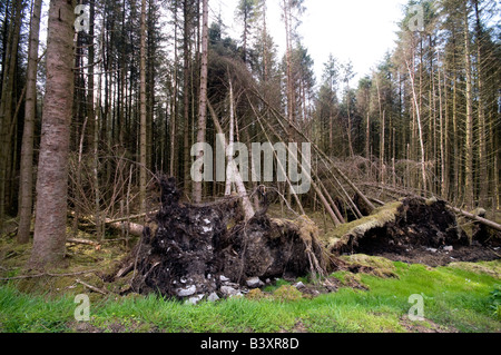 Umgestürzten Baum und Wurzeln in der Mitte der Pinien Wald, Gortin Glen Forest Park, Ulster, Nordirland Stockfoto