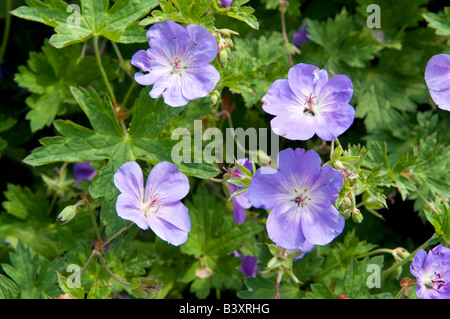 Geranium 'Storchschnabel' Rozanne Gerwat Stockfoto