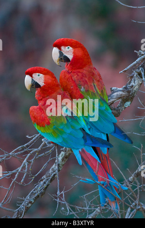 Wild nicht in Gefangenschaft nicht gewöhnt rote und Grüne Aras in ein Waschbecken Loch in Mato Grosso do Sul Brasilien Stockfoto