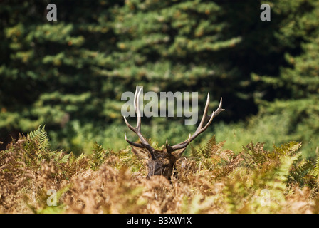 Männliche Roosevelt Elk sitzt auf Wiese von Farnen, Prairie Creek Redwoods State Park, Kalifornien Stockfoto